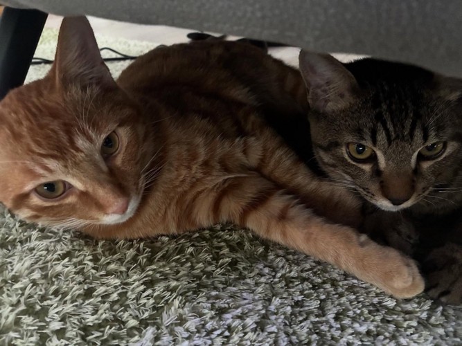 家具の下にいる2匹の猫