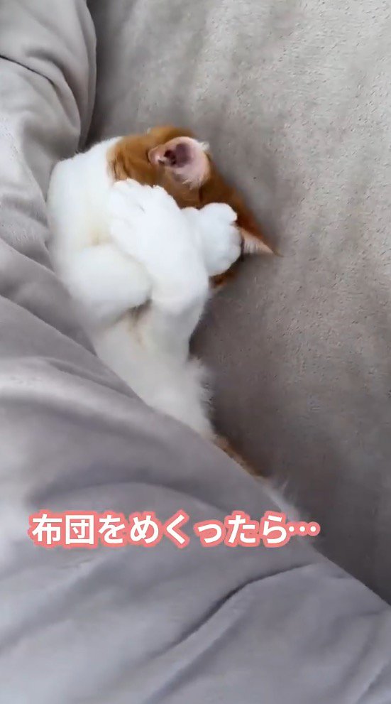 両方の前足で顔を隠す猫