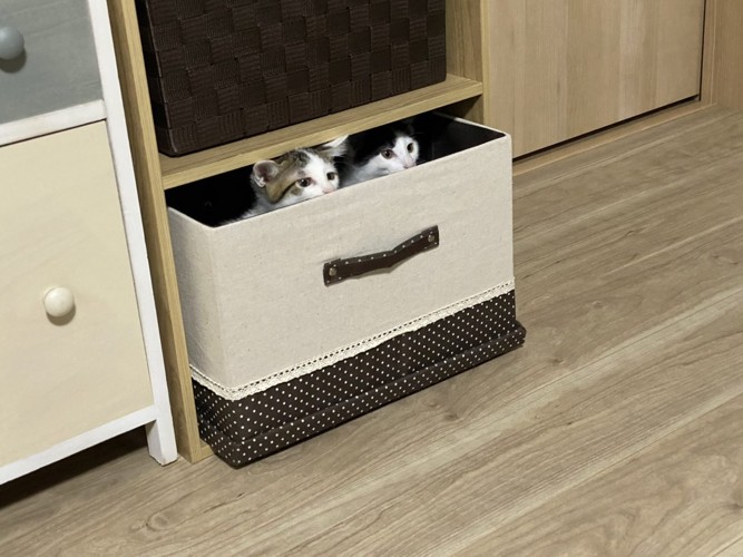 箱からのぞいている2匹のねこ