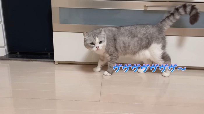 歩く猫