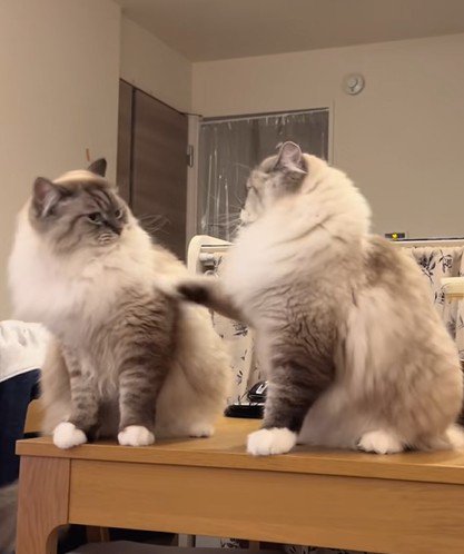 びっくりして振り返る兄猫