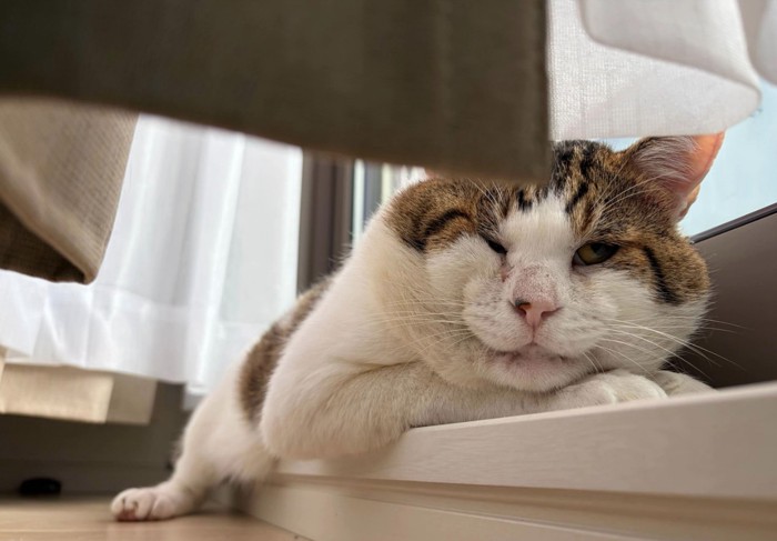 こちらに視線を向ける猫