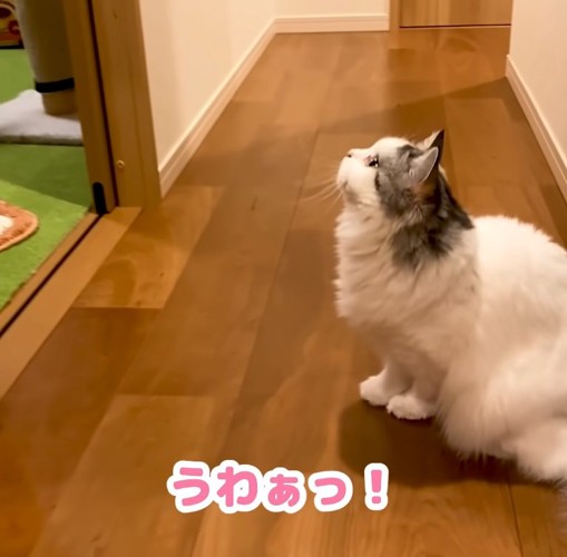 驚く猫