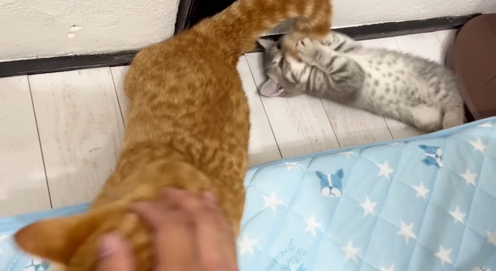 しっぽにじゃれる猫