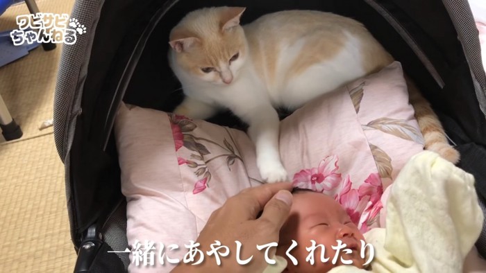 赤ちゃんに前足を伸ばす猫