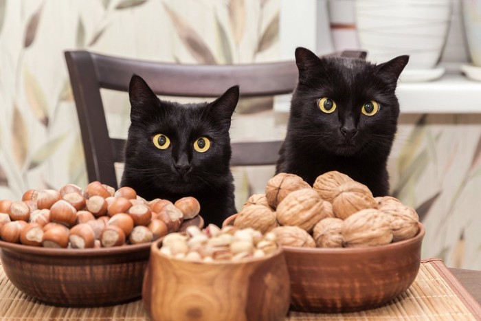 2匹の猫とナッツ類