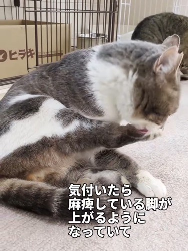 毛づくろいをする猫