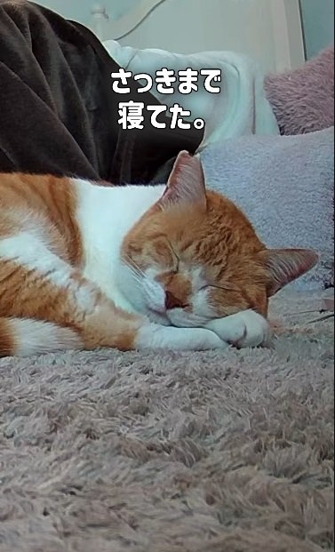 寝る猫