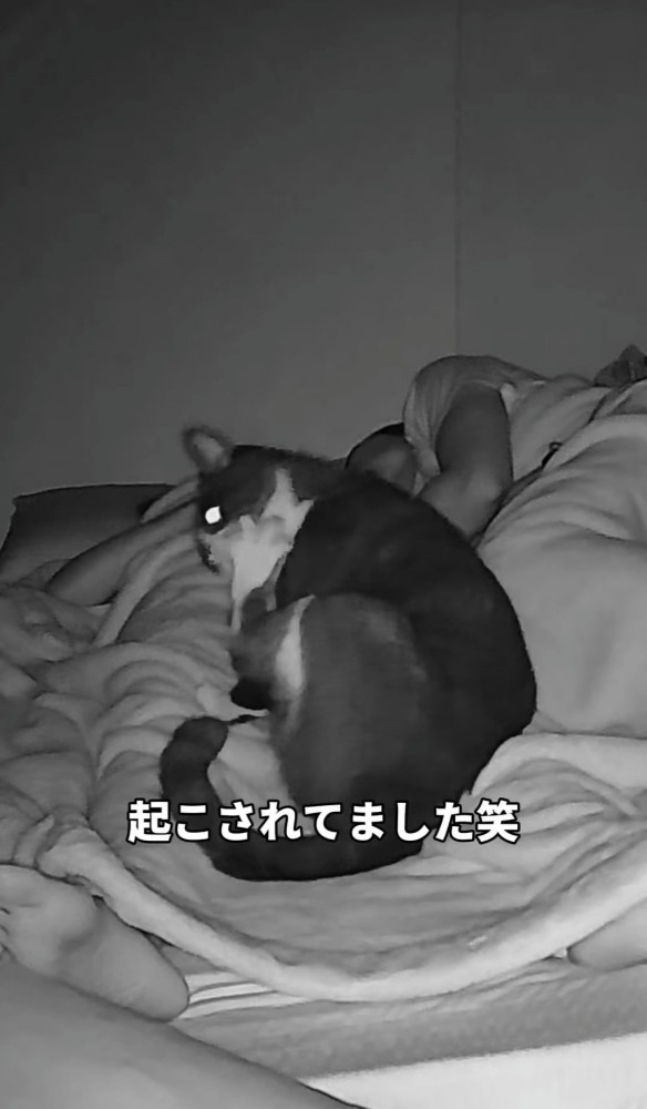 寝ている人の足元で後ろ足を舐める猫