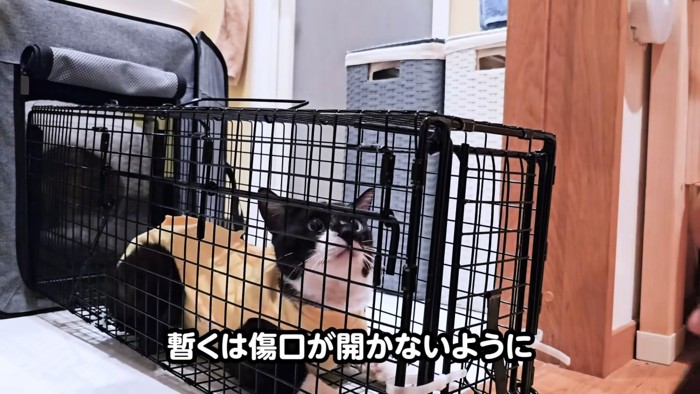 捕獲器の中にいる猫