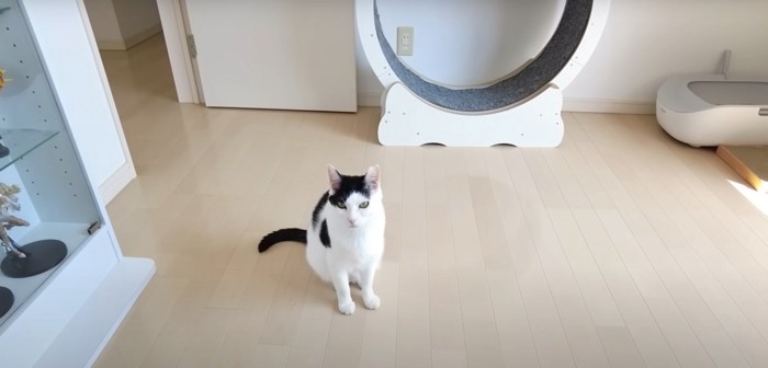 白黒猫