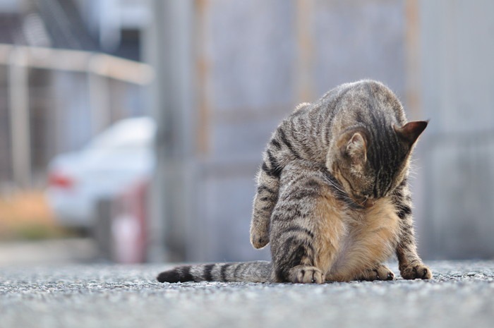 お腹を舐める猫の写真