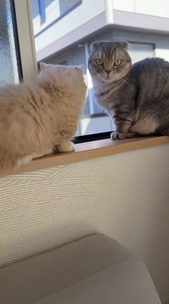 窓際で飼い主を振り返る猫