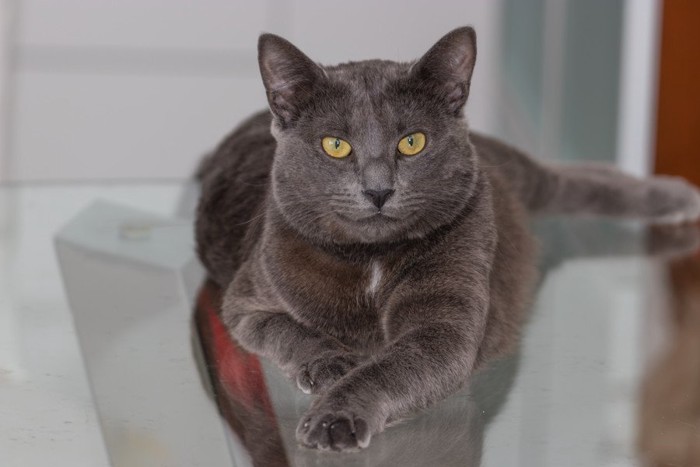 くつろぐ猫