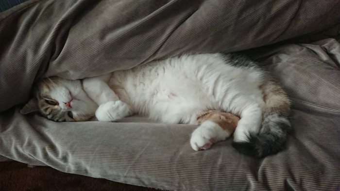 怠惰な猫