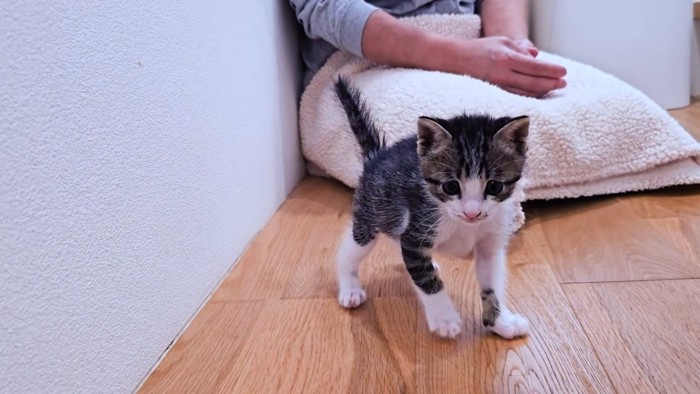 立っている子猫