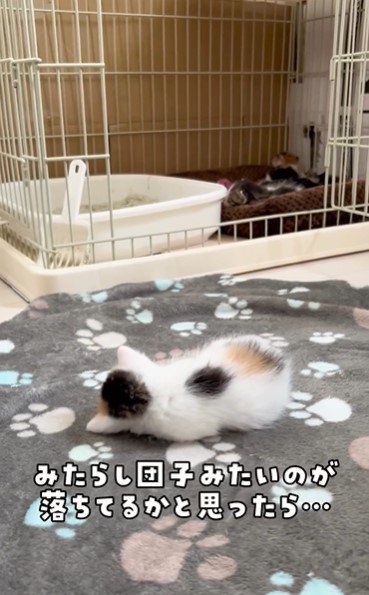 横になる子猫の後ろ姿