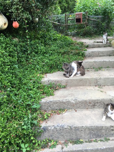 猫島の風景