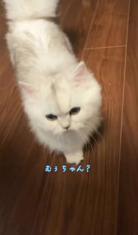 呼びかけてみる飼い主さん