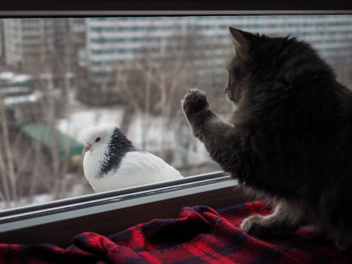 窓の外の鳥を見る猫