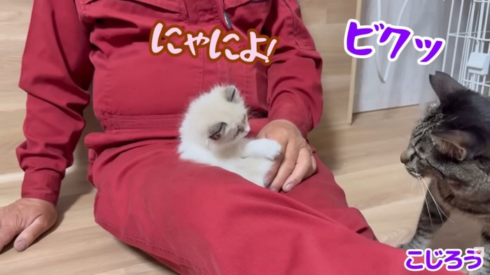テロップ「にゃによ!」
