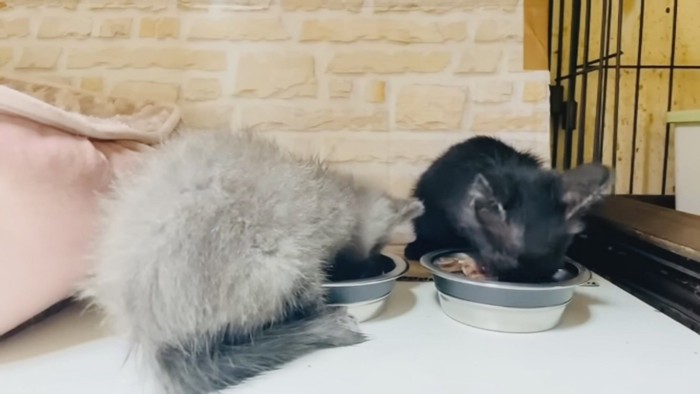 ごはんを食べる灰色子猫と黒色子猫