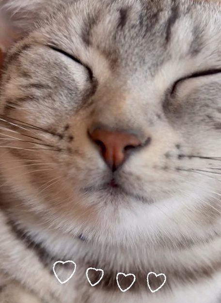 目を瞑る猫(♡♡♡♡)