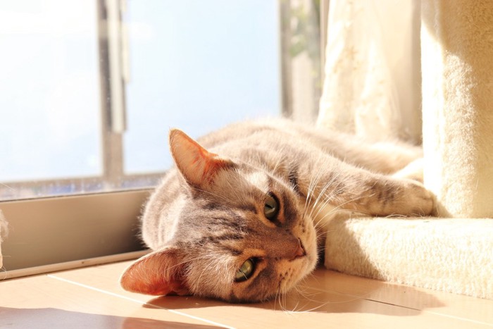 窓辺の日なたで寝転ぶ猫