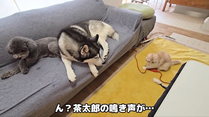 子猫の声が