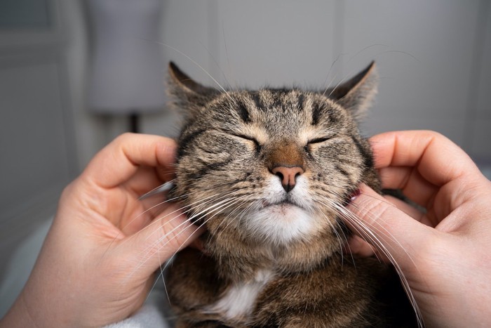 目をとじた猫