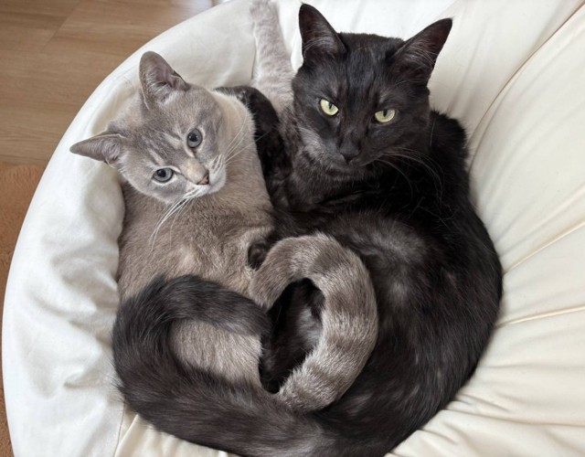 グレーと黒の猫