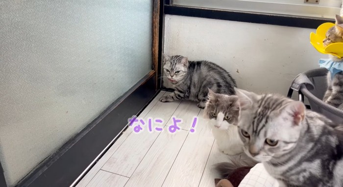 目を逸らす猫