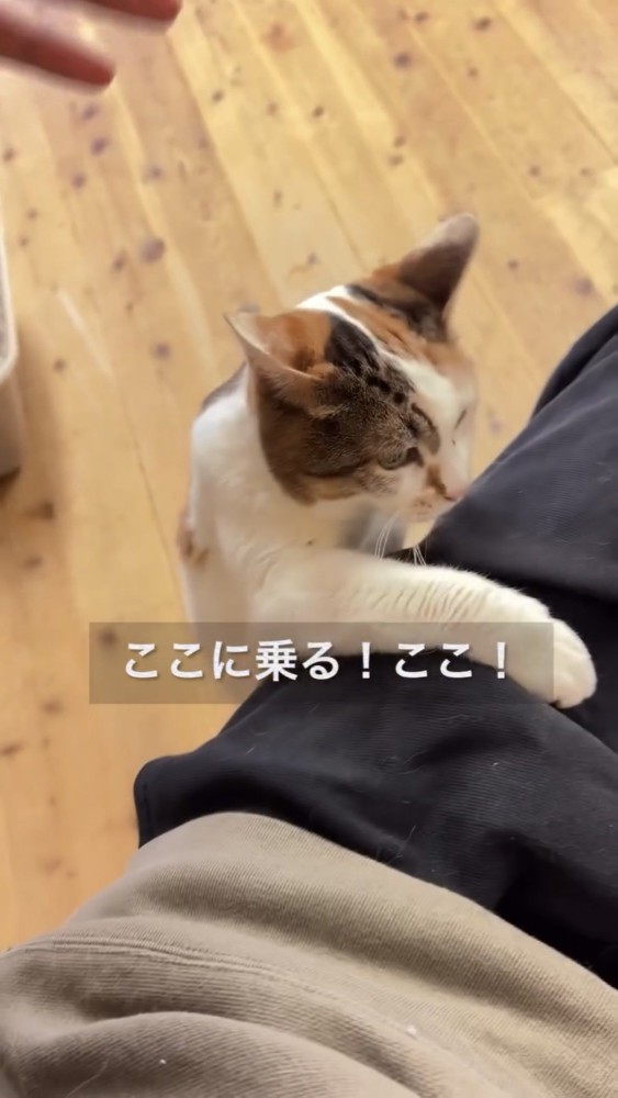 人の脚に手をのせる猫