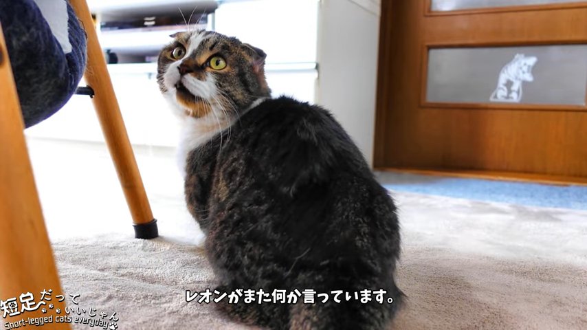 振り向いてなく猫