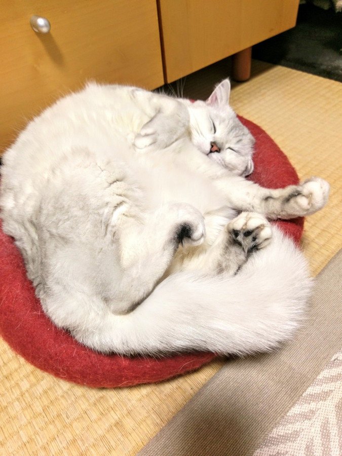 丸くなって寝ている猫