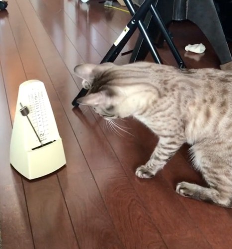 猫パンチの準備
