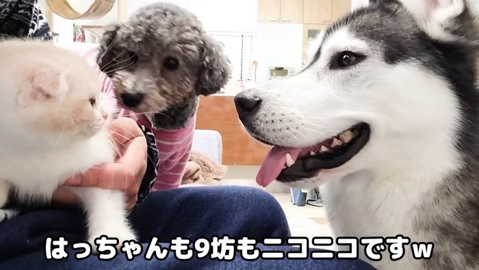 子猫を見る2匹の犬