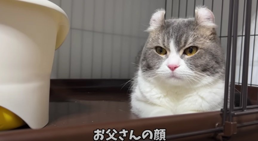 ケージの中で座る猫