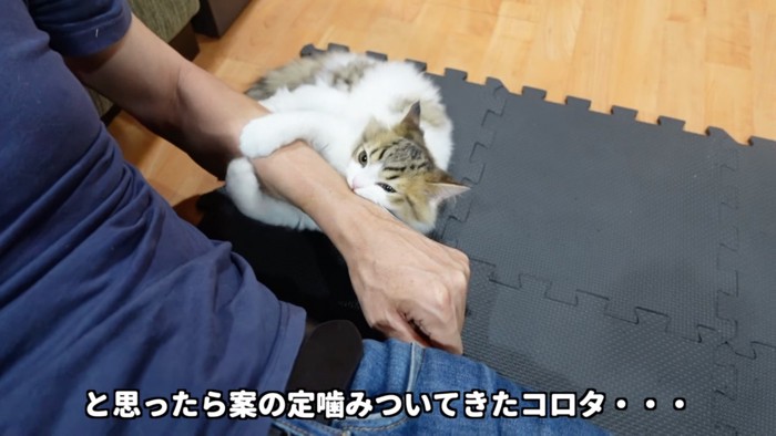 しがみつく猫