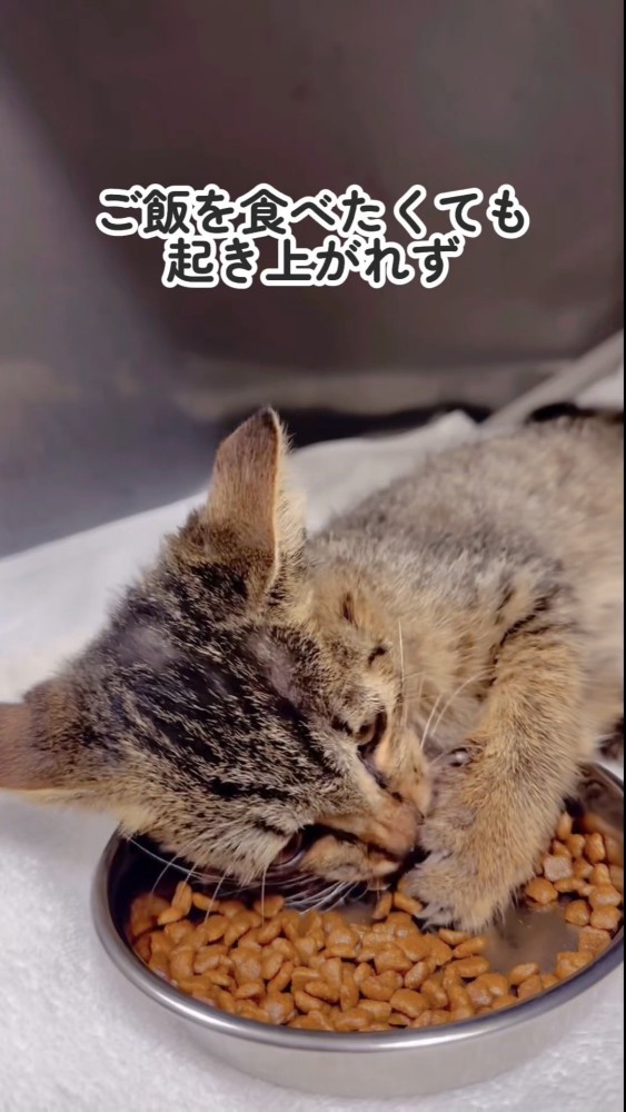 餌を食べる子猫