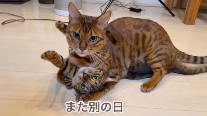 猫の上に乗ってカメラを見る猫