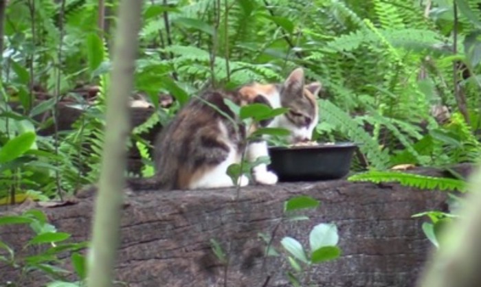 エサを食べる子猫