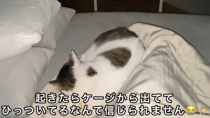 ママの足にもたれて寝るキジ白猫