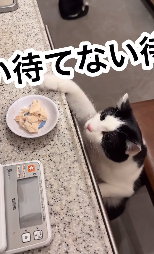 ご飯に手を出すともちゃん