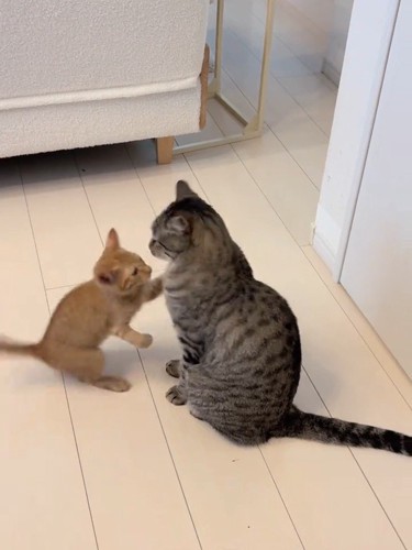 成猫に近づく子猫