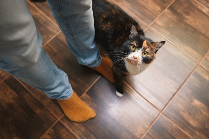 飼い主さんの足元でこちらを見上げる猫