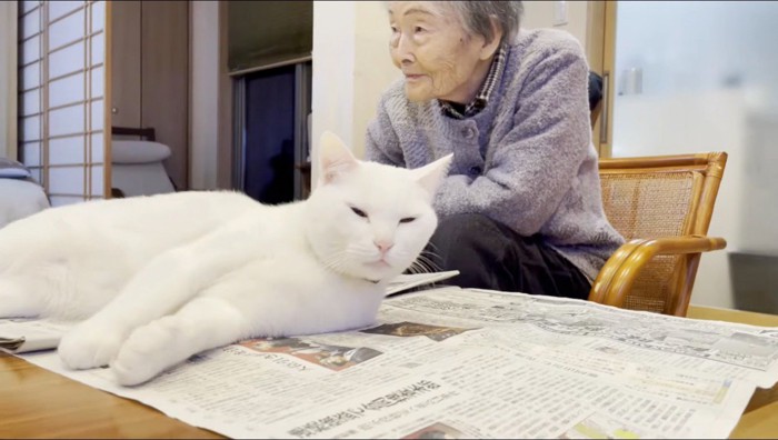 老人のそばに寝そべる猫