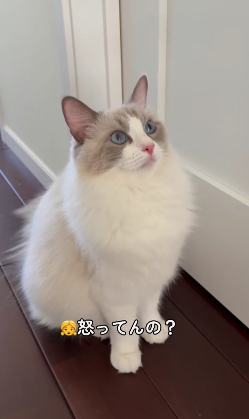 ドアの前に座って画面右上を見つめる猫「怒ってんの？」