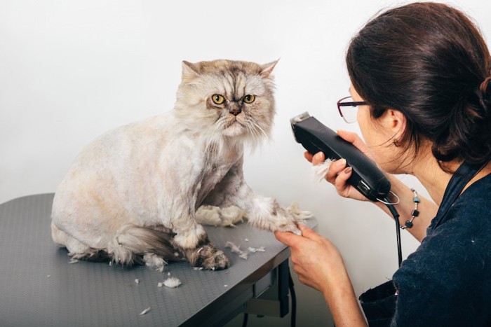 サロンでサマーカットをしている猫