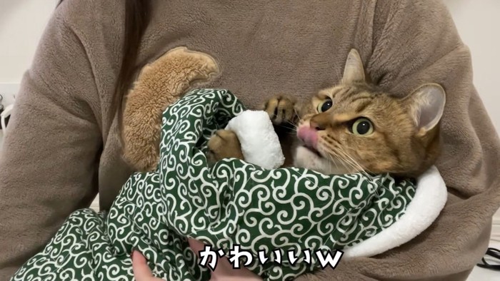 舌をペロッとする猫